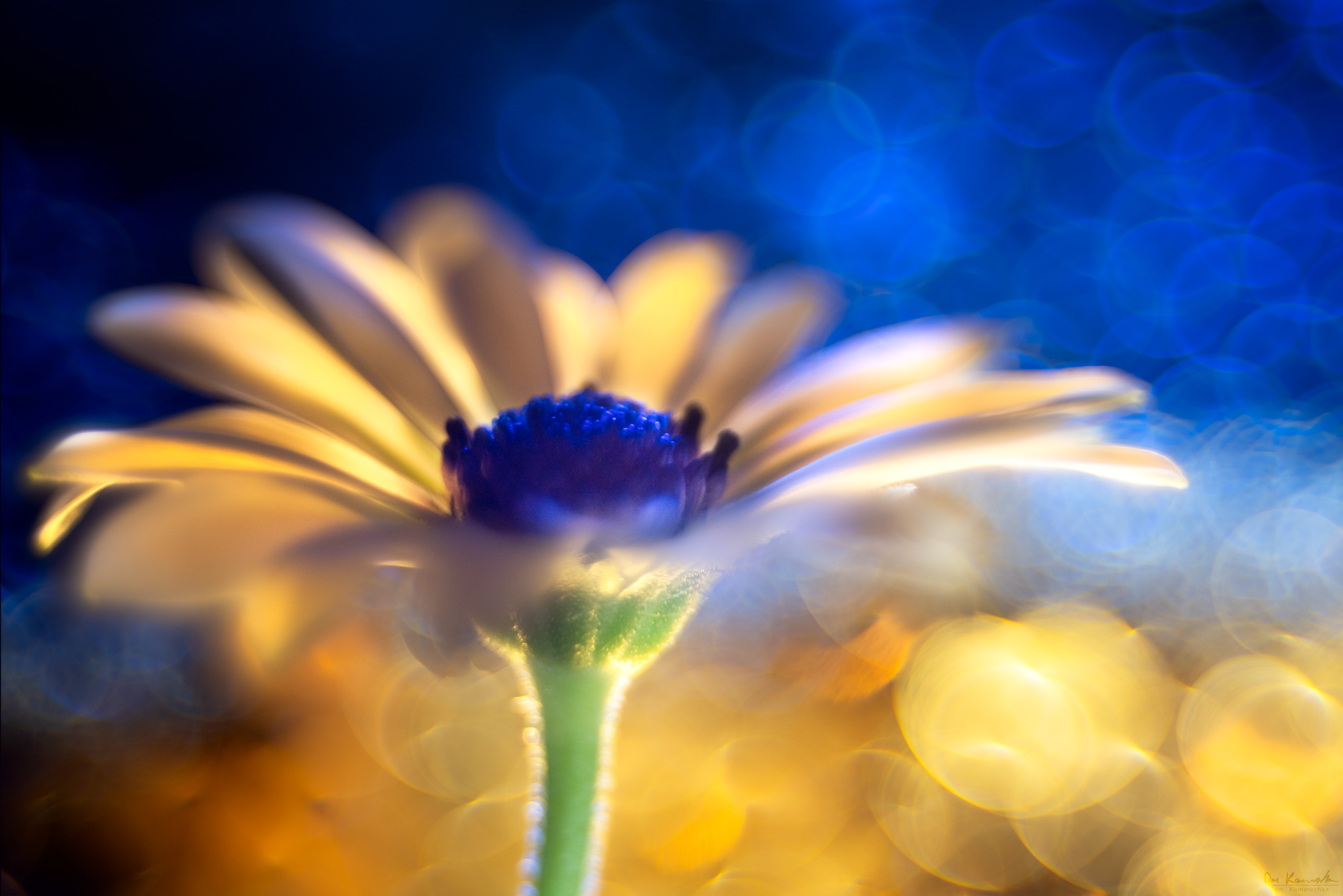 Photograph of a flower entitled 'Hope Blooms Eternal'